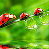 Cute  red ladybirds slide puzzle