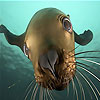 Cute seal puzzle