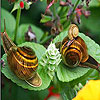 Cute slugs in the forest puzzle