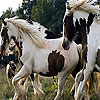 Cute spotted horses slide puzzle