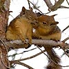 Cute squirrels slide puzzle