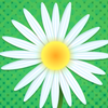 Daisy Petals
