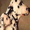 Dalmatians dogs slide puzzle