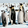 Dance Little Penguin