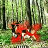 Deer Hunting