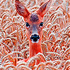 Deer in the field slide puzzle