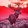 Deer in the sunrise slide puzzle