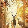 Deer in the woods slide puzzle