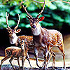 Deers family slide puzzle