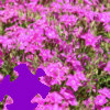 Dianthus Jigsaw