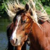 Differences: More Horses!