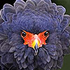 Dizzy fluffy bird slide puzzle