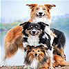 Dog family slide puzzle