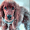 Dog in winter slide puzzle