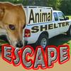 Animal Shelter Escape