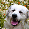 Dogs among the flowers puzzle