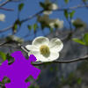 Dogwood Jigsaw