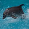 Dolphin Slider