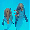 Dolphins in the pool slide puzzle