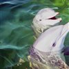 Dolphins Jigsaw