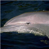 Dolphins Sliding Puzzle