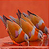 Doves at water basin slide puzzle