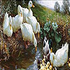 Duck family in the lake puzzle