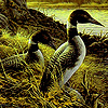 Ducks in the pond puzzle