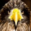 Eagle Pictures Jigsaw