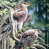 Elegant forest birds puzzle