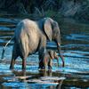 Elephants puzzle