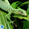 Emerald Tree Monitor Jigsaw