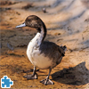 Eurasian Wigeon Jigsaw Puzzle