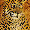 Fabulous tigers hidden numbers