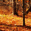 Fall Trees Jigsaw Puzzle