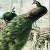 Fantastic peacocks slide puzzle