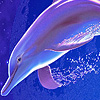 Fantasy blue sea dolphins puzzle