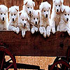 Farm dogs slide puzzle