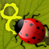 Feed The Lady Bug