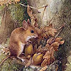 Field mouse's puzzle