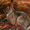 Field rabbits puzzle