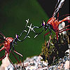 Fighter dragonflies slide puzzle