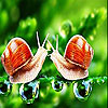 Fighter snails slide  puzzle