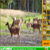 Find The Spots - Deer