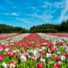 Flower Field Jigsaw