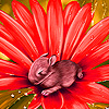 Flower on the rabbit puzzle