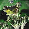 Fly and frog slide puzzle