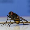 Fly