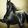 Flying black horse puzzle