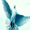 Flying doves puzzle
